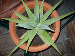 AloeVera1