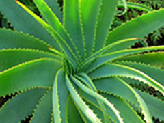 AloeVera3