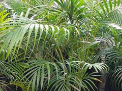 ArecaPalm2