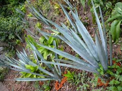BlueAgave1