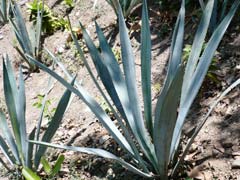 BlueAgave3