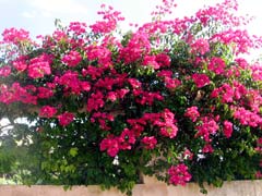 Bougainvillea1