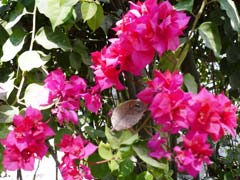Bougainvillea3