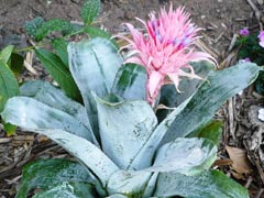 Bromeliad3