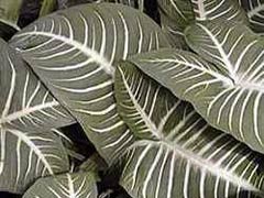 AloeVera1