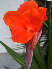 Amapas2
