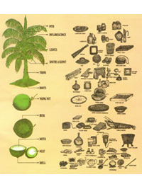 ArecaPalm2