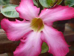 Bougainvillea1