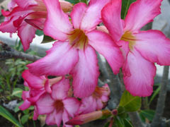 Bougainvillea3