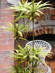 Bromeliad1