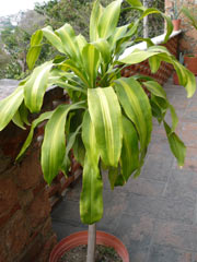 Bromeliad3