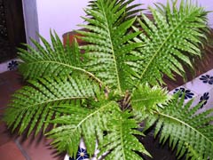 AloeVera1