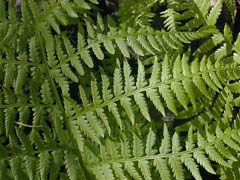 AloeVera1