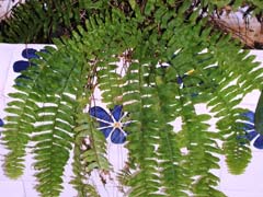 AloeVera3
