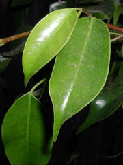 Amapas2