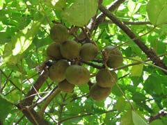 ArecaPalm2