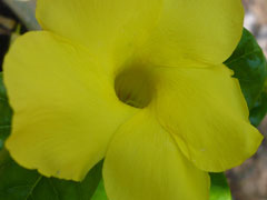 Bromeliad3