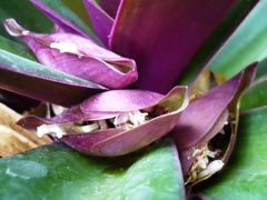 BlueAgave1