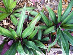 BlueAgave2