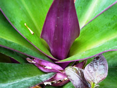 BlueAgave3