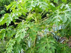 Papaya