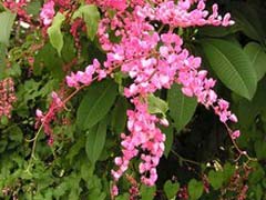 PinkCoralVine