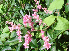 PinkCoralVine