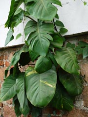 Pothos