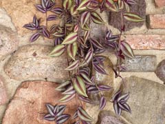 Tradescantia