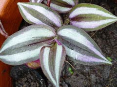 Tradescantia