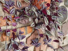 Tradescantia