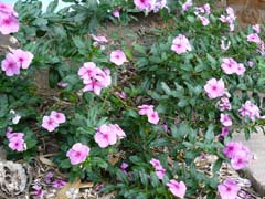 Vinca