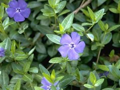 Vinca