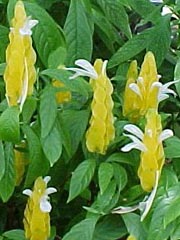 YellowShrimpPlant