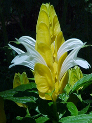 Bromeliad3